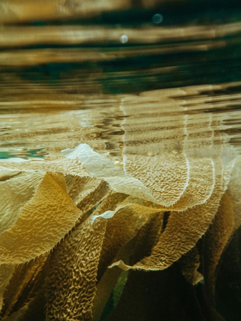 Seaweed