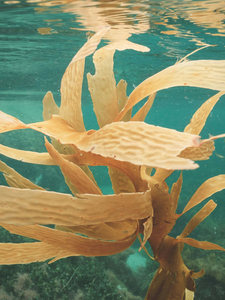 Seaweed